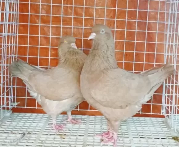 Gà kỳ lân – “Vua của các loại gà” trong thế giới gà cảnh