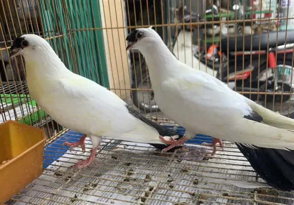 Gà kỳ lân – “Vua của các loại gà” trong thế giới gà cảnh