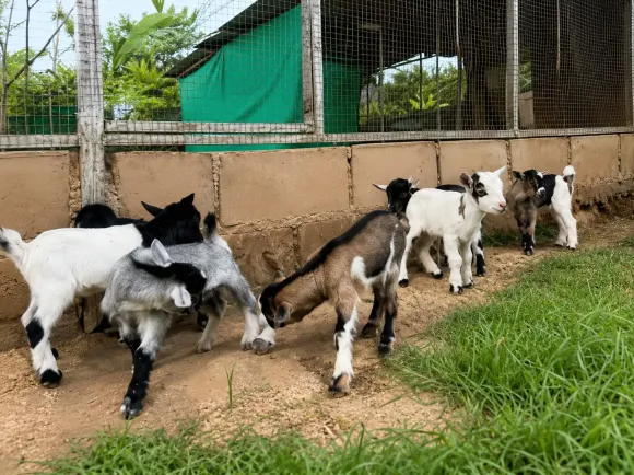 Kỹ thuật Chăn nuôi