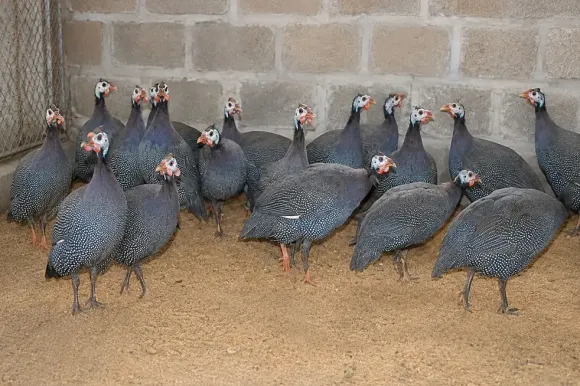 Chia sẻ kinh nghiệm