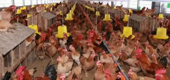 Mô hình Nông nghiệp