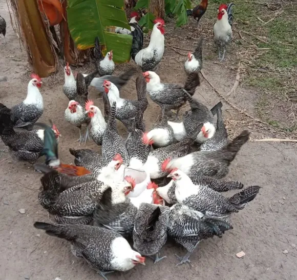 Mô hình Nông nghiệp