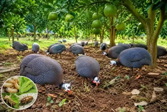 Kỹ thuật Chăn nuôi