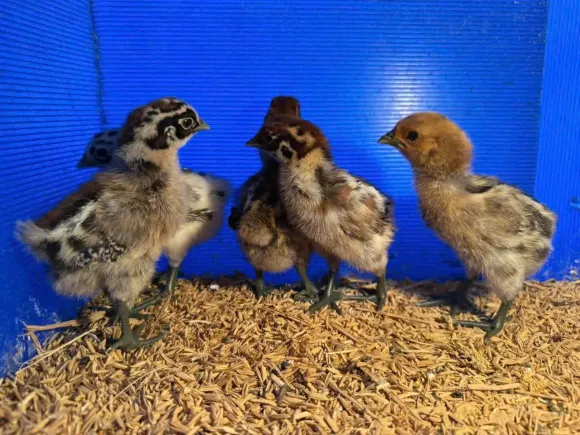 Mô hình Nông nghiệp