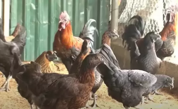 Bồ Câu Hỏa Tiễn