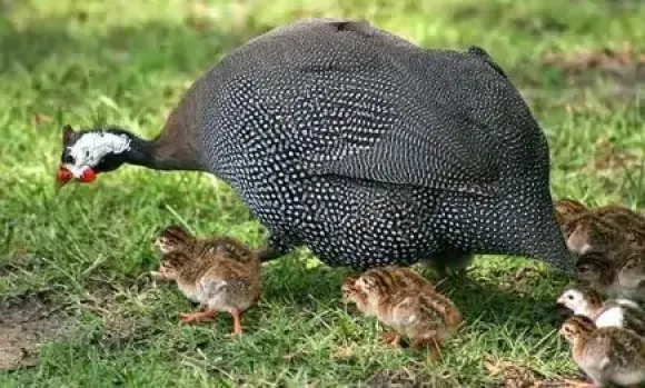 Mô hình Nông nghiệp