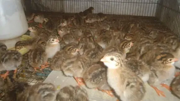 Chia sẻ kinh nghiệm