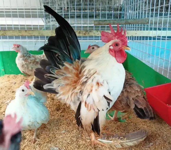 Gà kỳ lân – “Vua của các loại gà” trong thế giới gà cảnh