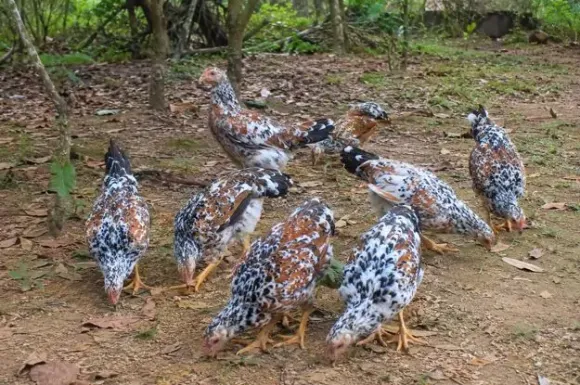 TRI THỨC NHÀ NÔNG