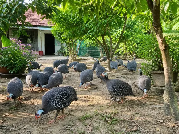 Giống Gà sao