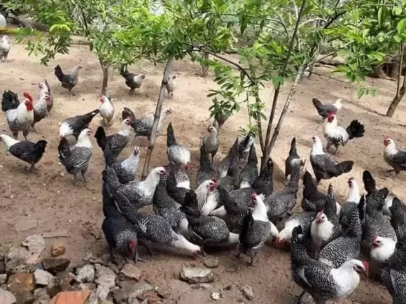 Chia sẻ kinh nghiệm