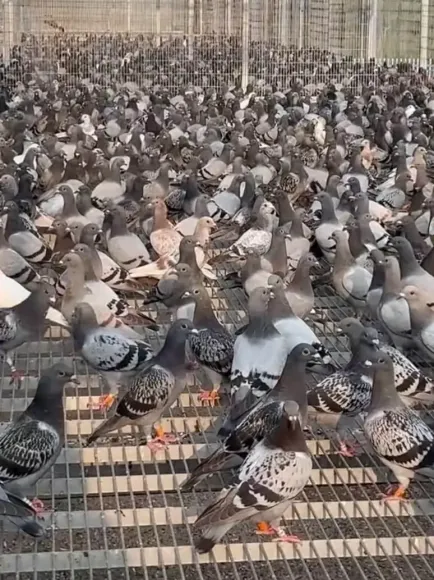 Mô hình Nông nghiệp