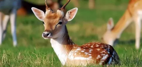 Con giống Gia súc