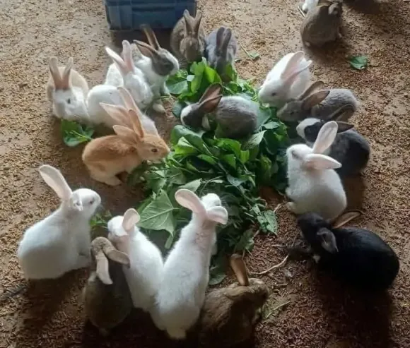 Mô hình Nông nghiệp