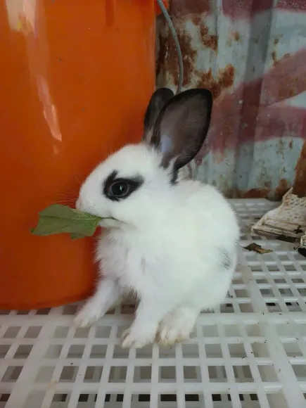 Con giống Gia súc