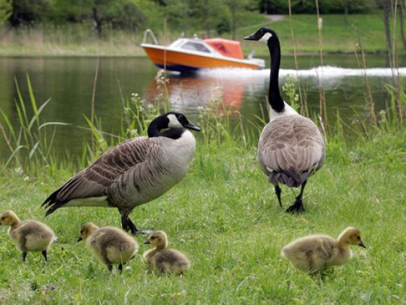 Mô hình nuôi lợn rừng bán hoang dã