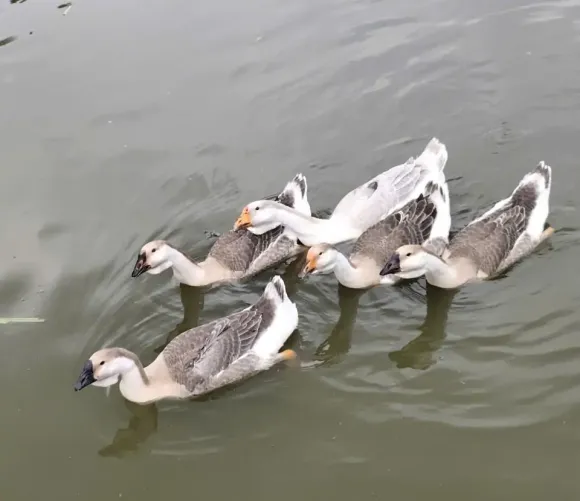 Nuôi ngỗng sư tử làm cảnh