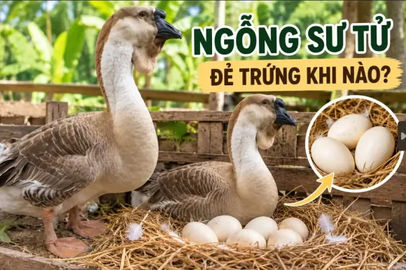 Con giống Gia cầm