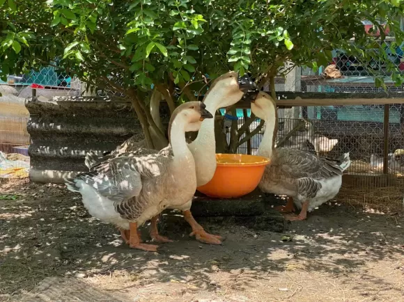 Kỹ thuật nuôi vịt Call Duck tại nhà hiệu quả