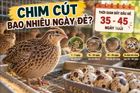 Bài viết mới nhất