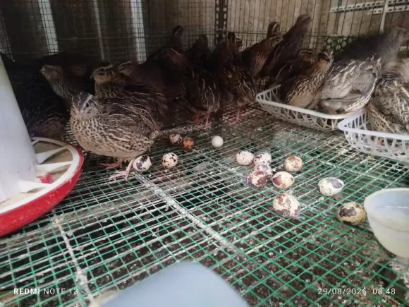 Bài viết mới nhất