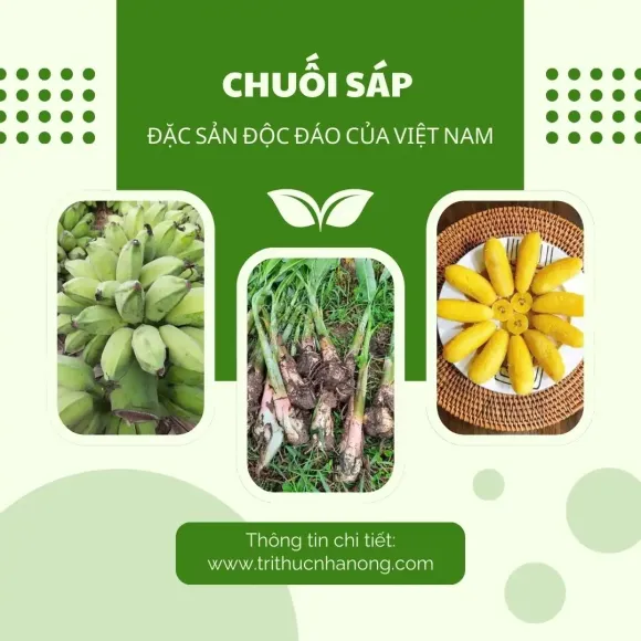 Cây trồng