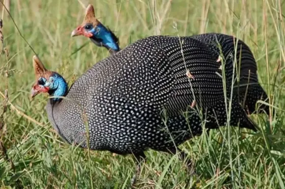 Chia sẻ kinh nghiệm