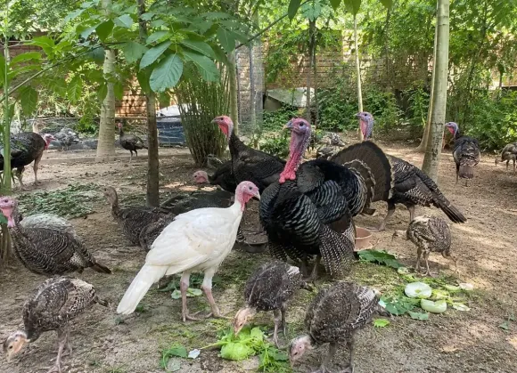 Kỹ thuật Chăn nuôi