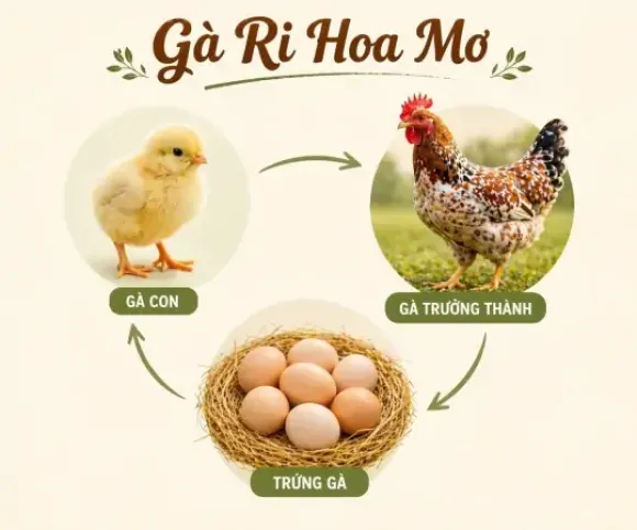 TRI THỨC NHÀ NÔNG