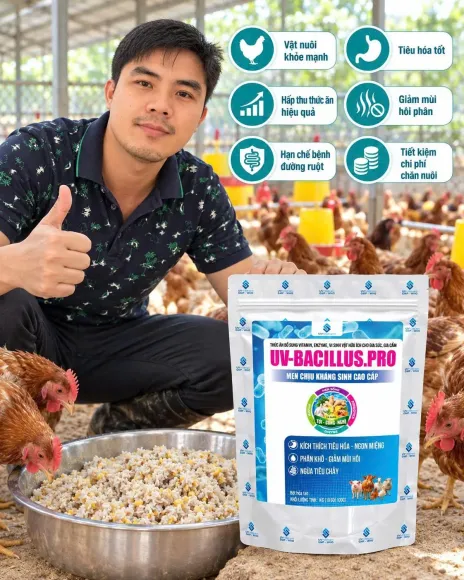 Kỹ thuật Chăn nuôi