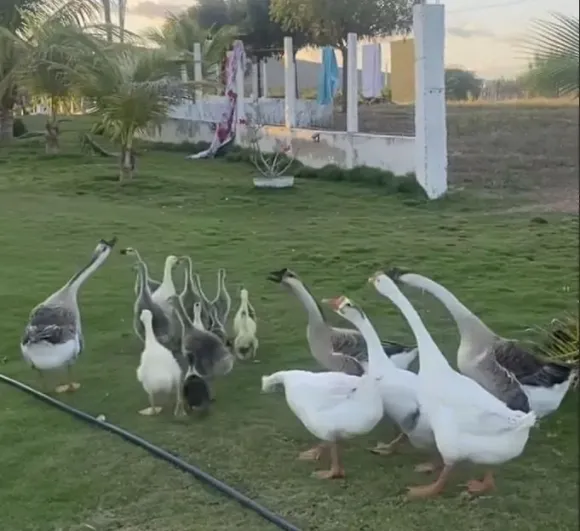 Mô hình Nông nghiệp