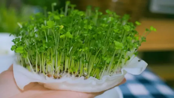 Kỹ thuật Trồng trọt