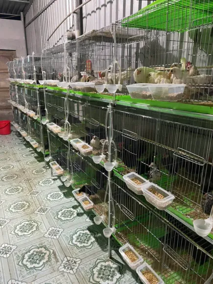 Mô hình Nông nghiệp