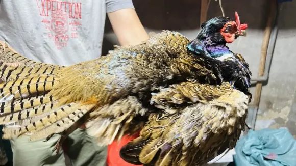 Mô hình Nông nghiệp