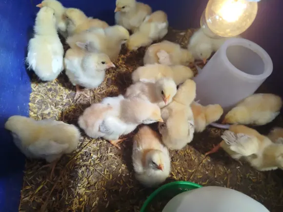 Mô hình Nông nghiệp