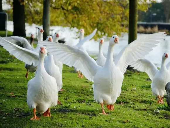 Mô hình Nông nghiệp