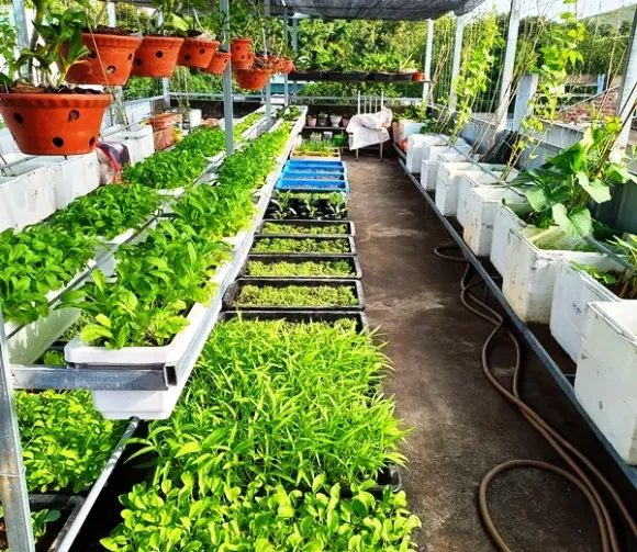 Mô hình Nông nghiệp