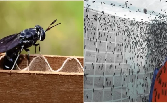 Mô hình Nông nghiệp