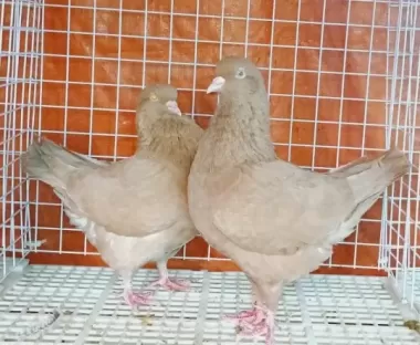 Giống Bồ câu vua (king Pigeons) 