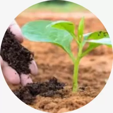 Kỹ thuật trồng trọt