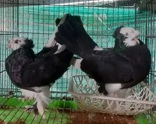 Mua Bồ Câu Kiểng Ở Đâu Uy Tín