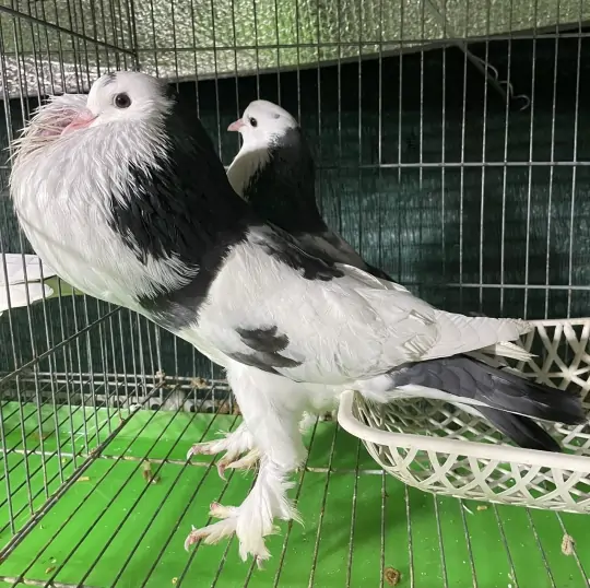 Mua Bồ Câu Kiểng Ở Đâu Uy Tín