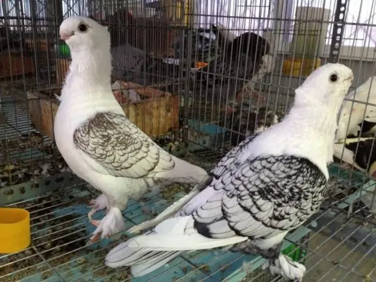 Mua Bồ Câu Kiểng Ở Đâu Uy Tín