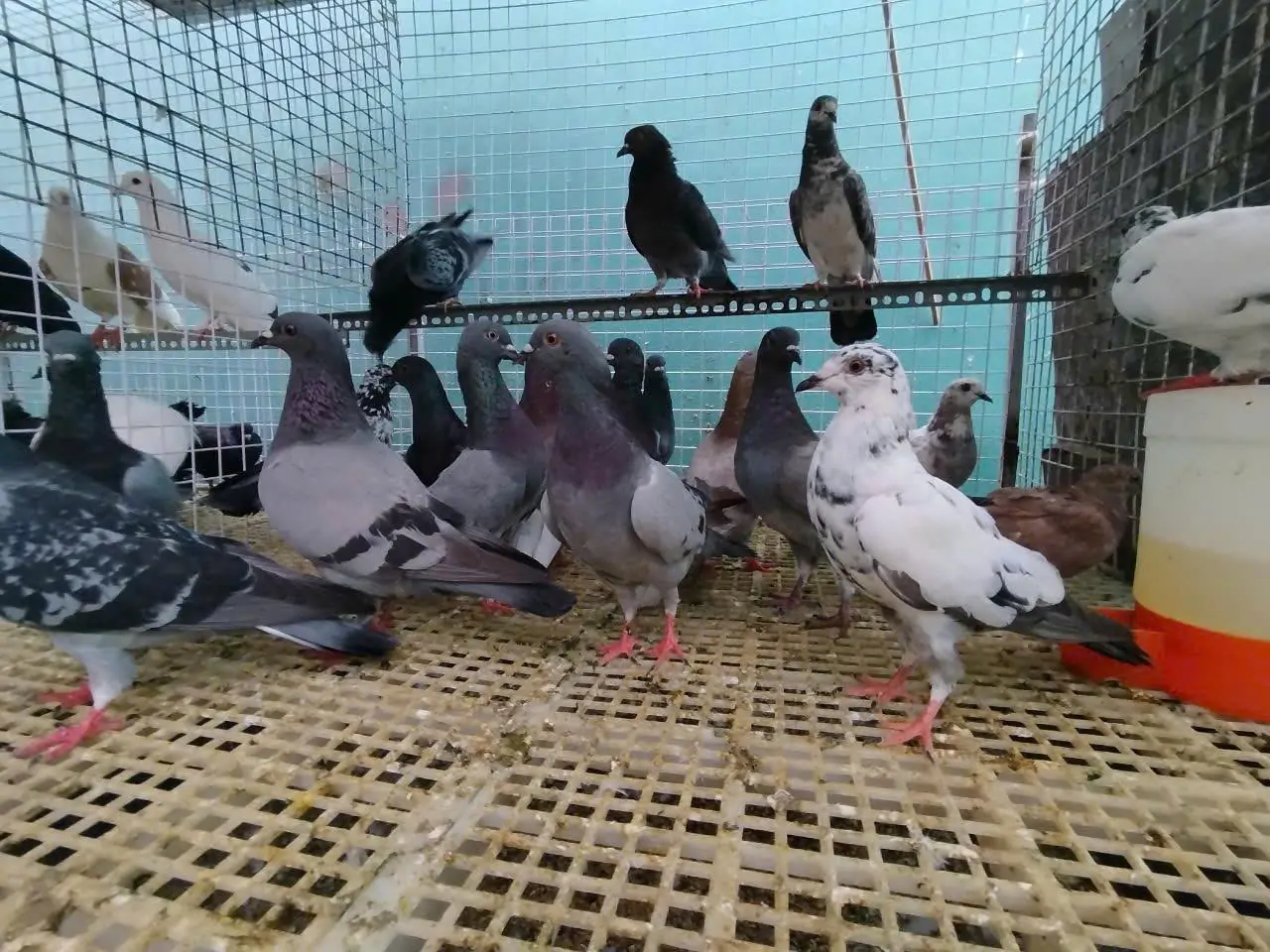 Chim bồ câu phóng sinh 