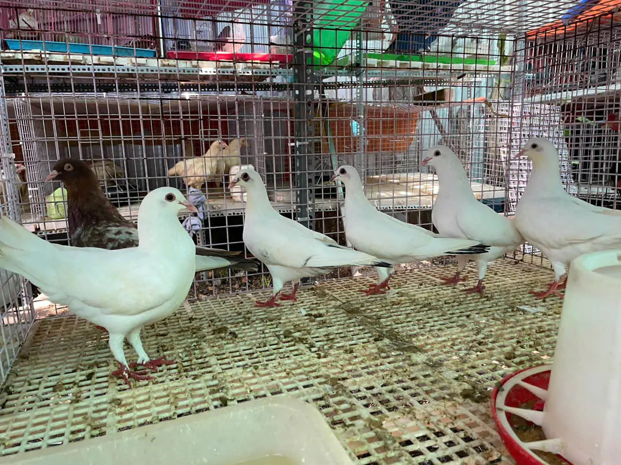Chim bồ câu phóng sinh mua ở đâu uy tín