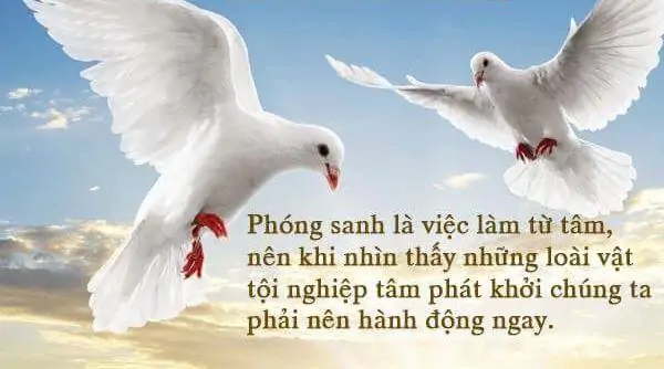bồ câu Titan phóng sinh