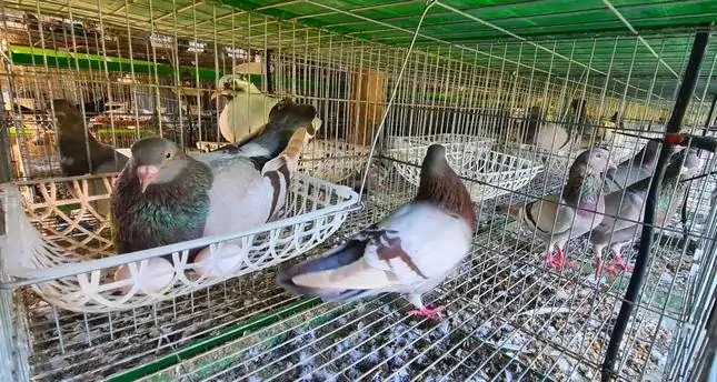 Các bệnh thường gặp trên Gà Sao
