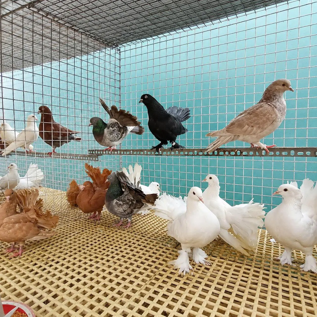 Mua Bồ Câu Rẻ Quạt Ở Đâu Uy Tín