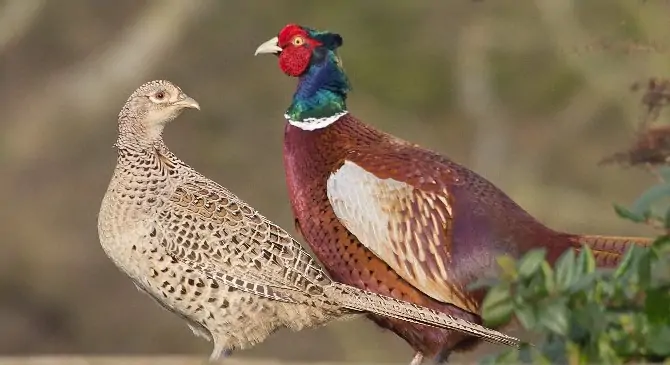 TRI THỨC NHÀ NÔNG