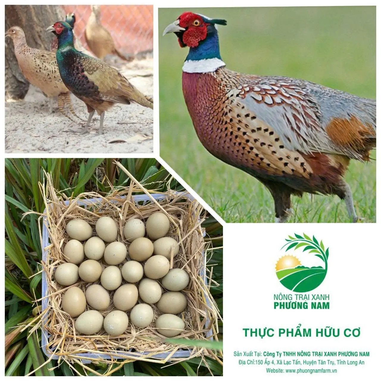 Gi&aacute; trị dinh dưỡng của trứng chim trĩ